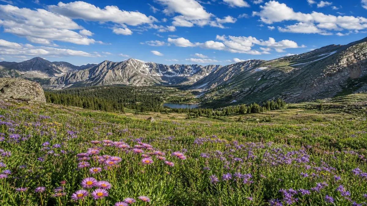 Mountain Meadows wildflower guide illustration