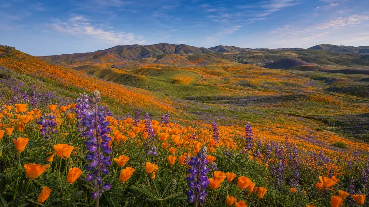 Wildflower Destinations wildflower guide illustration